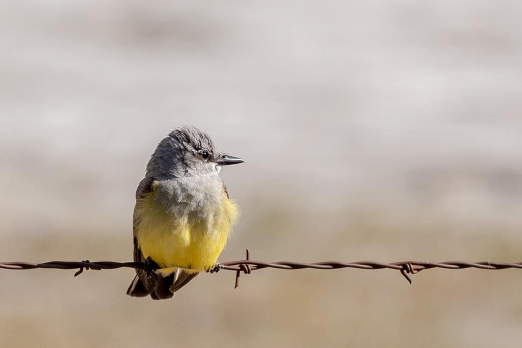 Western Kingbird