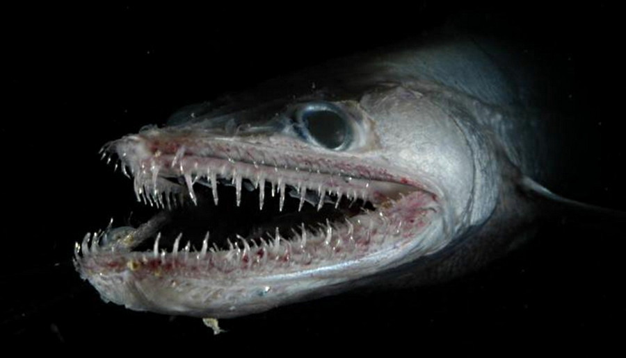 8. Батизаурус. глубоководные рыбы, монстры, рыбы
