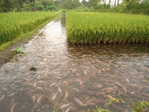 Рыбы на рисовом поле