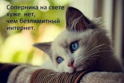 Котоматрицы великолепные, каждая с кусочком тепла, позитива и улыбкой!
