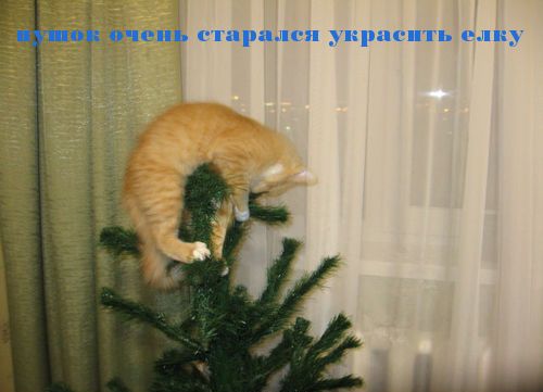 Котэшки