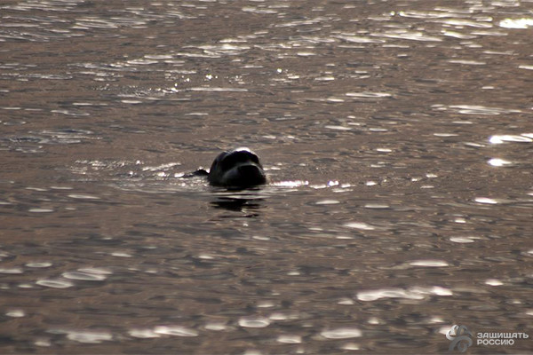 Корабельные коты: суровые и пушистые корабли, коты, кошки, флот