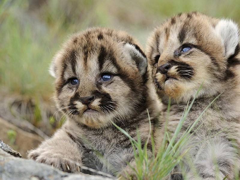 Запредельно милые котята диких кошек