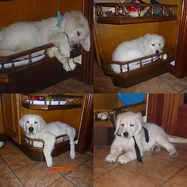 30 неприхотливых собак, которые будут сидеть везде, где им вздумается comfydogs26 30 неприхотливых собак, которые будут сидеть везде, где им вздумается