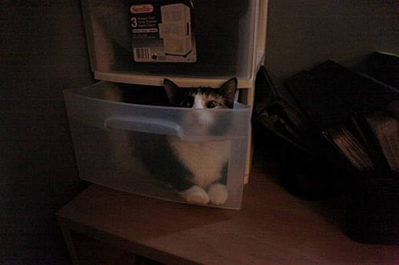 Кошки, которые не умеют играть в прятки
