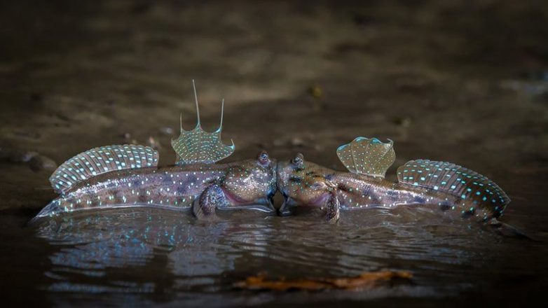 Финалисты конкурса Comedy Wildlife Photography Awards 2018 Финалисты конкурса Comedy Wildlife Photography Awards 2018