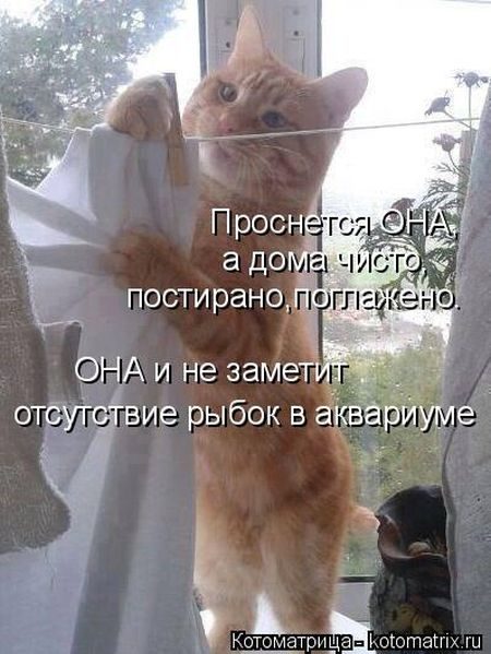 Котейки, собаки и один конь желают всем хорошего настроения!