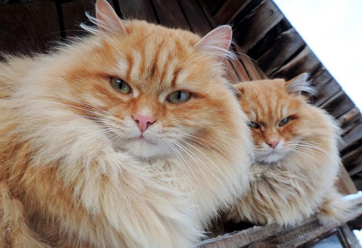 Siberian Cats photo Alla Lebedeva51 Необычная колония рыжих под Барнаулом