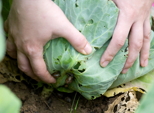 00073567 (492x360, 136Kb)