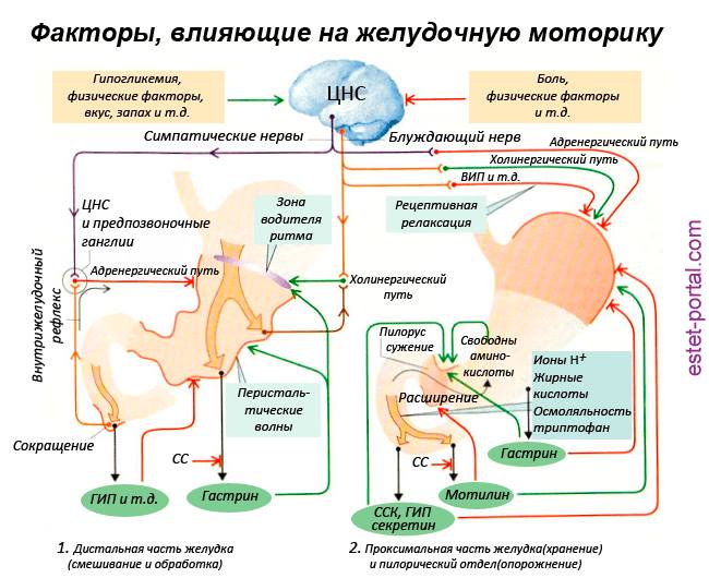 Странный ершик или как ускорить моторику кишечника Странный ершик или как ускорить моторику кишечника