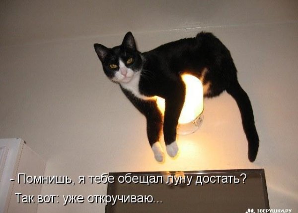 Котоматрица 9