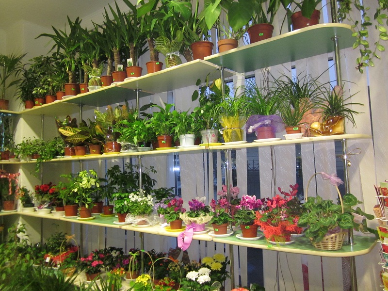 Самара Где Купить Комнатные Растения