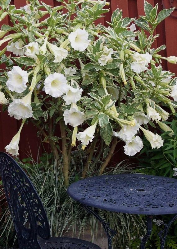 Brugmansia suaveolens Variegata