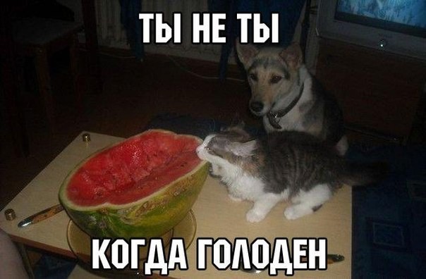 Ты не ты когда голоден! Ты не ты когда голоден, позитив, прикол, юмор