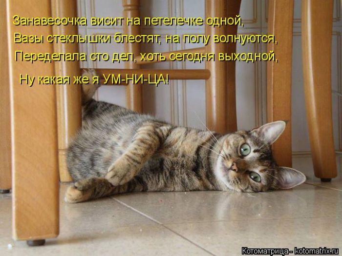 Лучшие котоматрицы недели (50 фото)