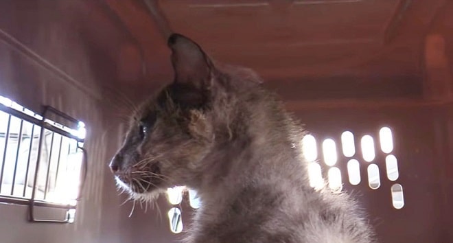 Бездомный кот Серый кот