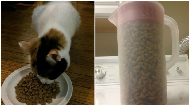 кошачья еда