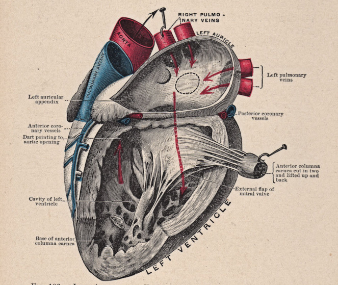 7 неизвестных фактов о сердце