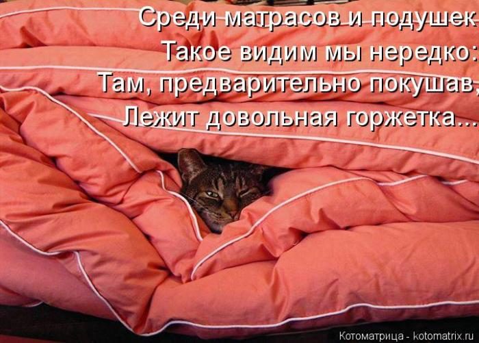 Лучшие котоматрицы недели