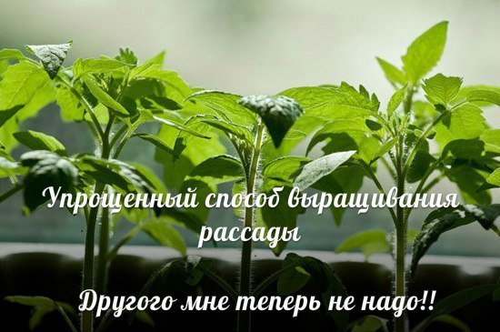 УПРОЩЕННЫЙ СПОСОБ ВЫРАЩИВАНИЯ РАССАДЫ УПРОЩЕННЫЙ СПОСОБ ВЫРАЩИВАНИЯ РАССАДЫ