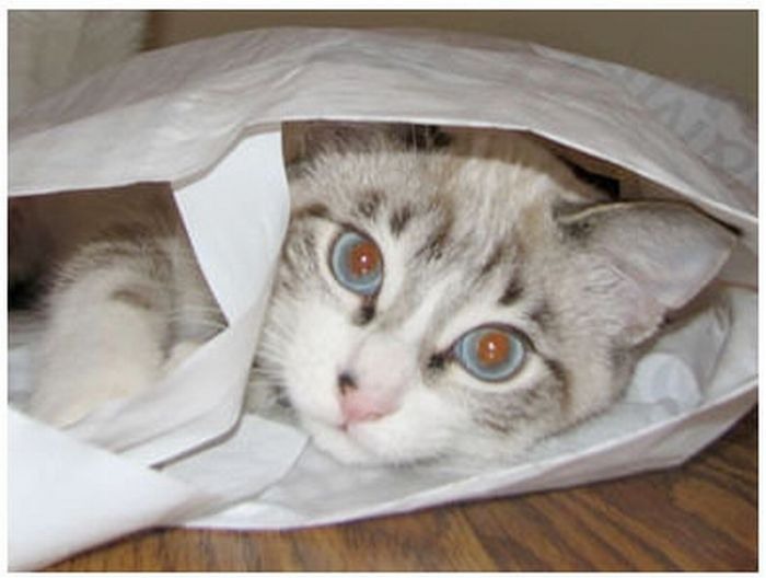 Кошки в засаде