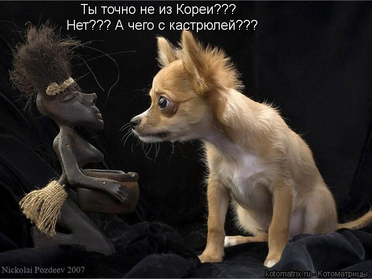 Котоматрица: Ты точно не из Кореи???  Нет??? А чего с кастрюлей???