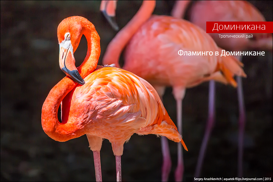 Dominikan flamingo / Доминиканские фламинго