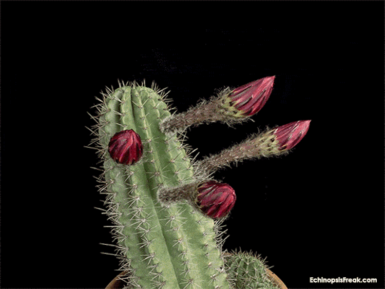 echinopsis-bloom-time-lapse-videos-greg-krehel-7.gif echinopsis-bloom-time-lapse-videos-greg-krehel-7.gif