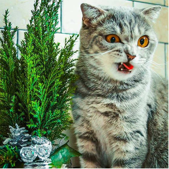 36 самых неуклюжих котов 2015 года