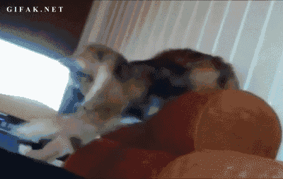 36 самых неуклюжих котов 2015 года