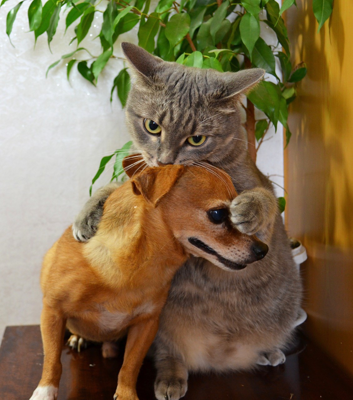 Кошки - самые лучшие друзья собак кошки, собаки