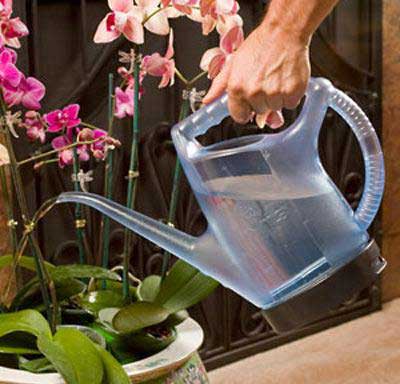 как правильно поливать домашнюю орхидею