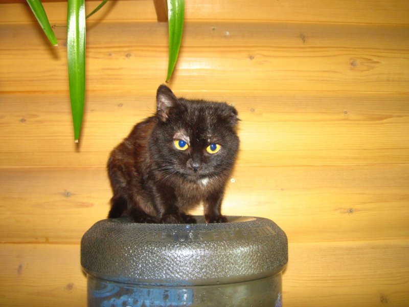 Котенок без ушка не мог даже опереться на лапку Котенок без ушка не мог даже опереться на лапку