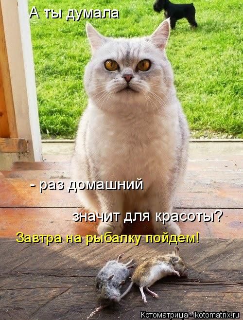 Лучшие котоматрицы недели