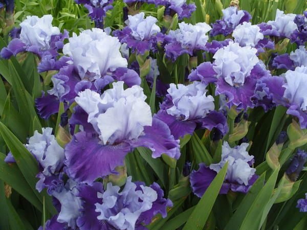 Ирис цветок фото сорта Ирис цветок фото сорта