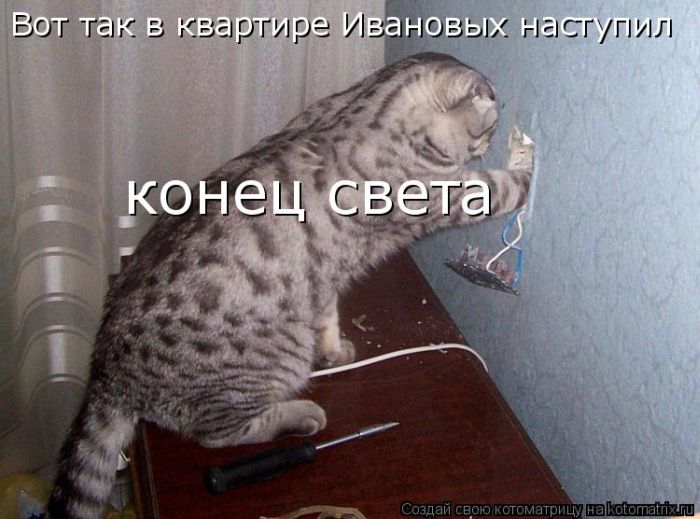 Лучшие котоматрицы недели (50 фото)