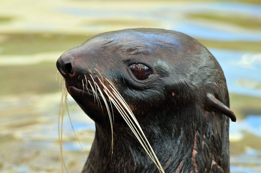 конфискация, животные, багаж, таможня