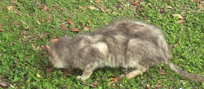 Кот на улице Серый кот