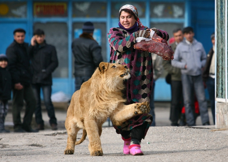 10. Лев животные, юмор