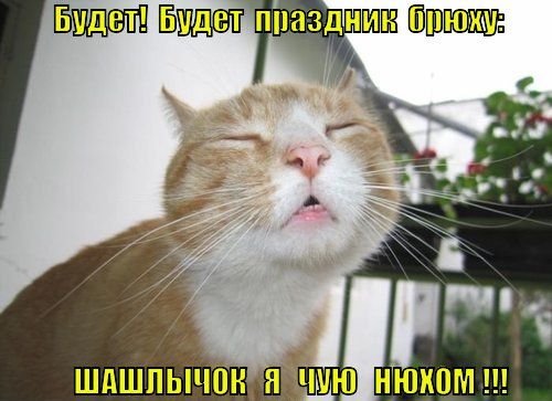 Котэшки