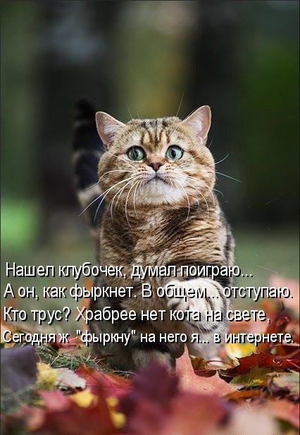 Котоматрица (81 фото)