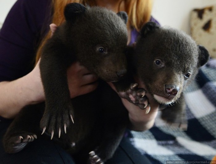 ���������� ���������� ����������� ������������� ����������� �������� ����������, ���������, ���������