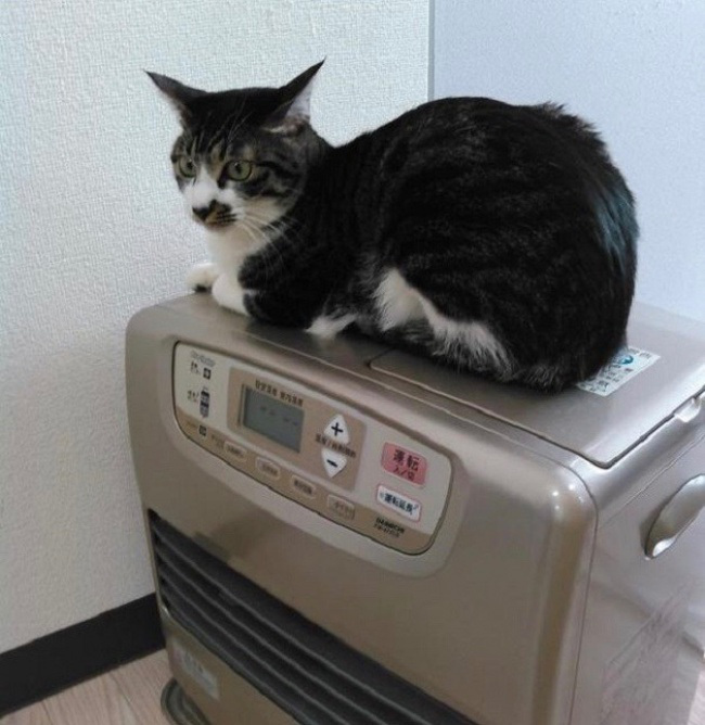 японский офис в котором находятся кошки