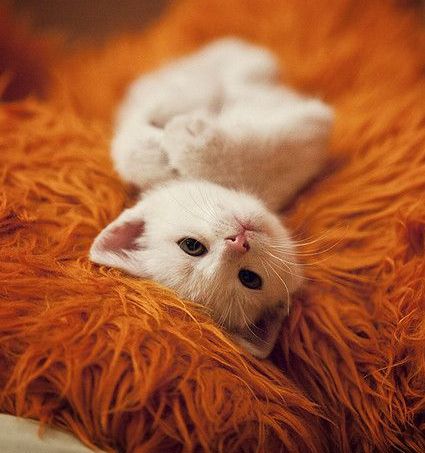 4045361_dca8508ebeba95e9651c72e86ae396f7_1_ (425x453, 42Kb)