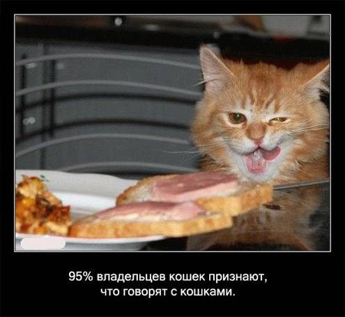 Интересные факты о кошках в картинках Интересные факты о кошках в картинках