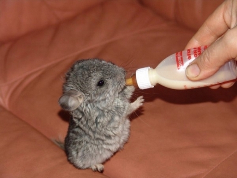 animalbaby5