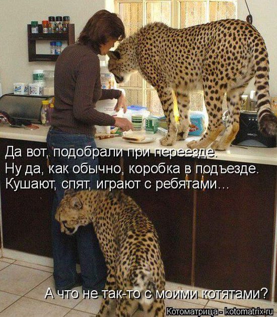 Лучшие котоматрицы прошедшей недели