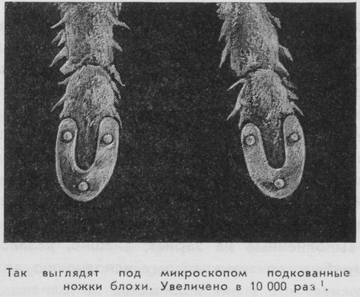 украина, факт, интересно