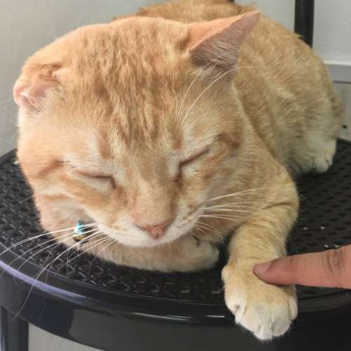 кот стал знаменитостью рыжий кот