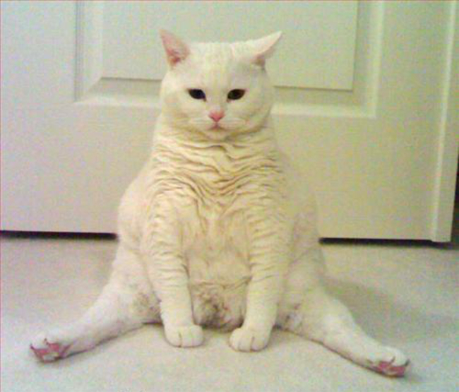 Сидячие коты